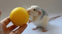 Що і як ви можете грати з декоративною щуром вдома